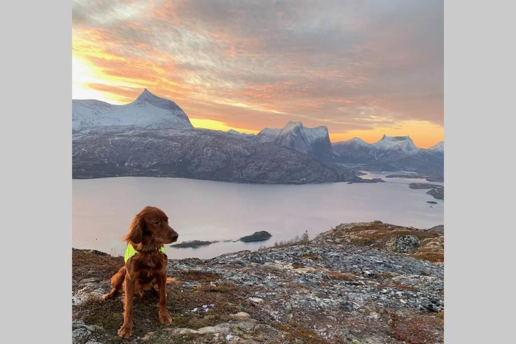 Efjord And Stetind Resort - Cabin Kobbernestinden Ballangen Eksteriør bilde